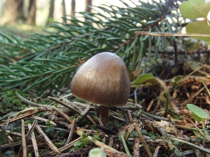 Mycena strobilicola