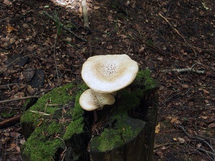 Neolentinus lepideus