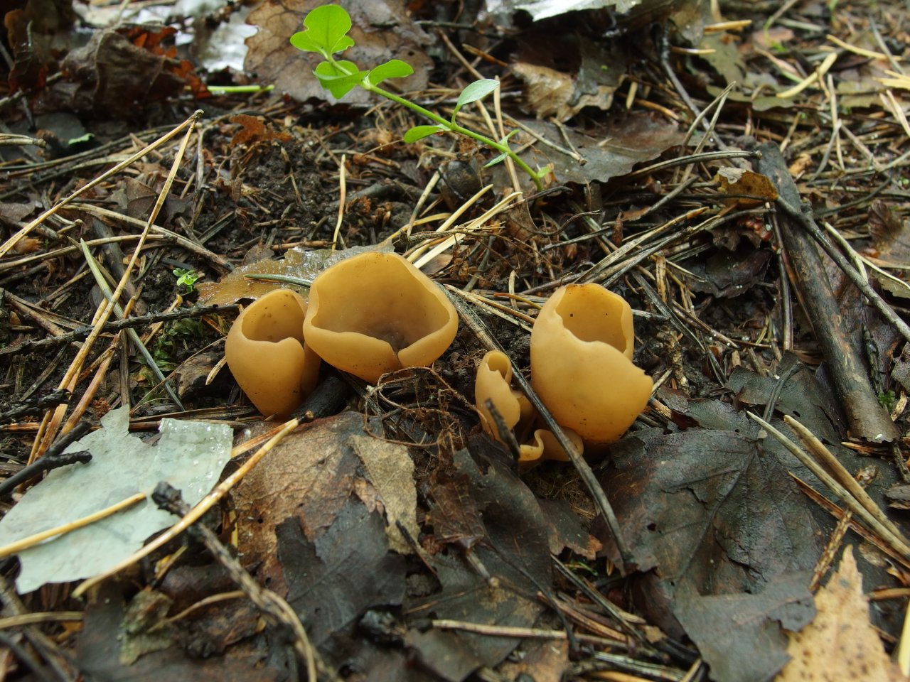 Otidea leporina