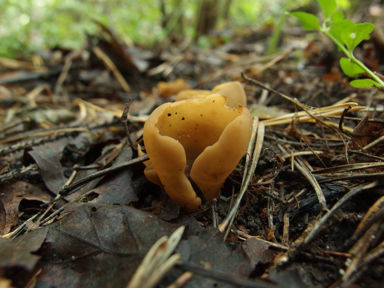 Otidea leporina