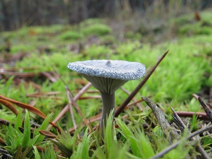 Cantharellula umbonata