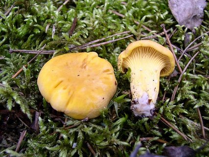 Cantharellus cibarius