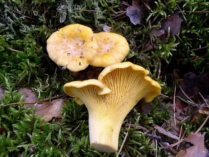Cantharellus cibarius