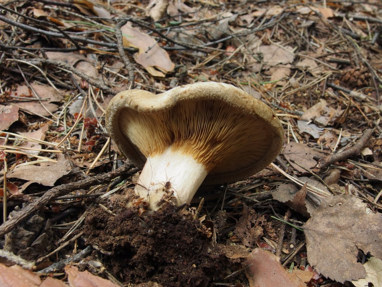 Paxillus involutus