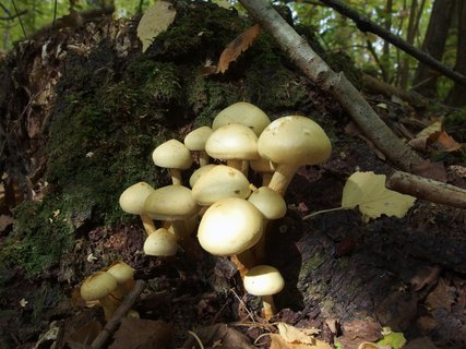Pholiota abieticola