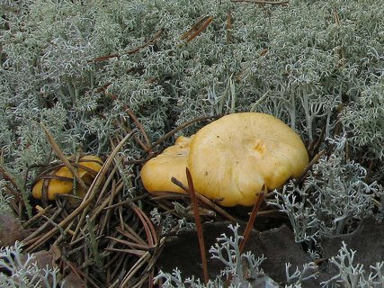 Cantharellus cibarius