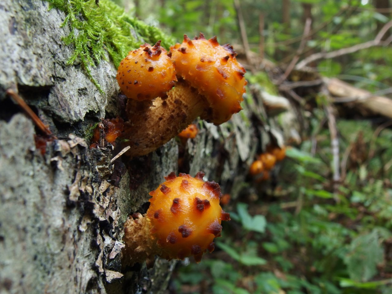 Pholiota aurivella