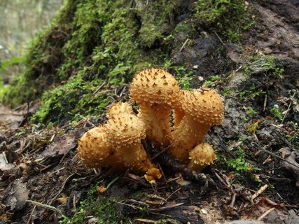 Pholiota squarrosa