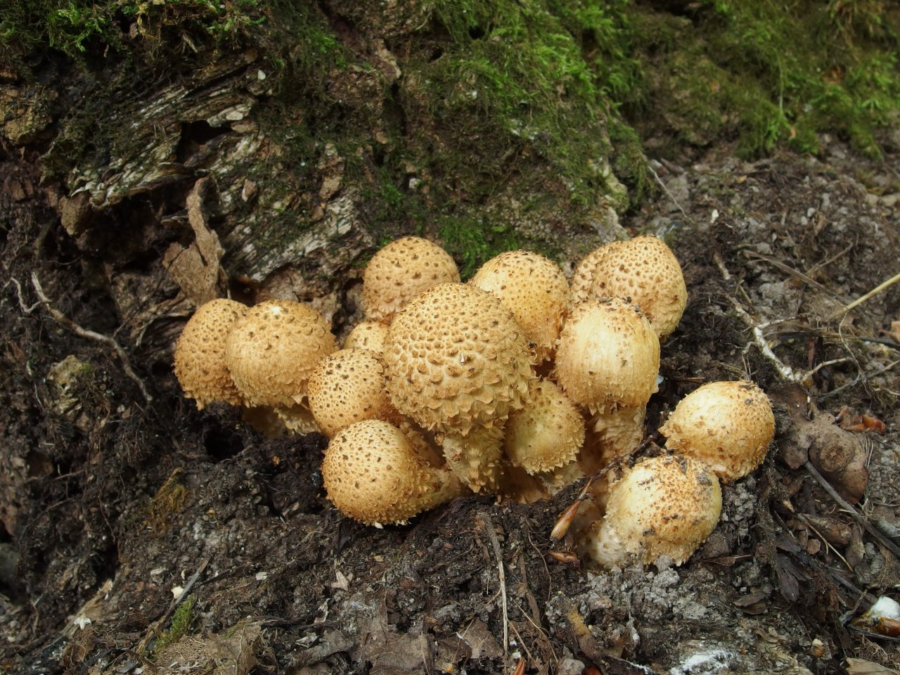 Pholiota squarrosa