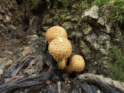 Pholiota squarrosa