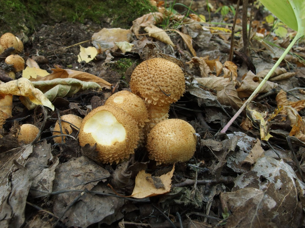 Pholiota squarrosa