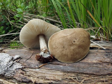 Pluteus cervinus