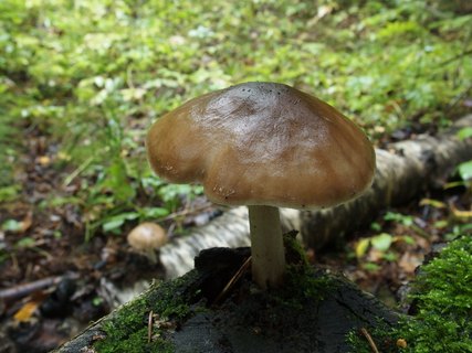 Pluteus cervinus