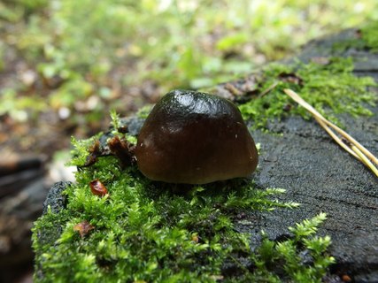 Pluteus cervinus