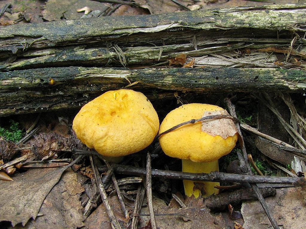 Cantharellus cibarius
