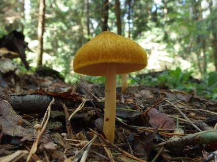 Pluteus leoninus
