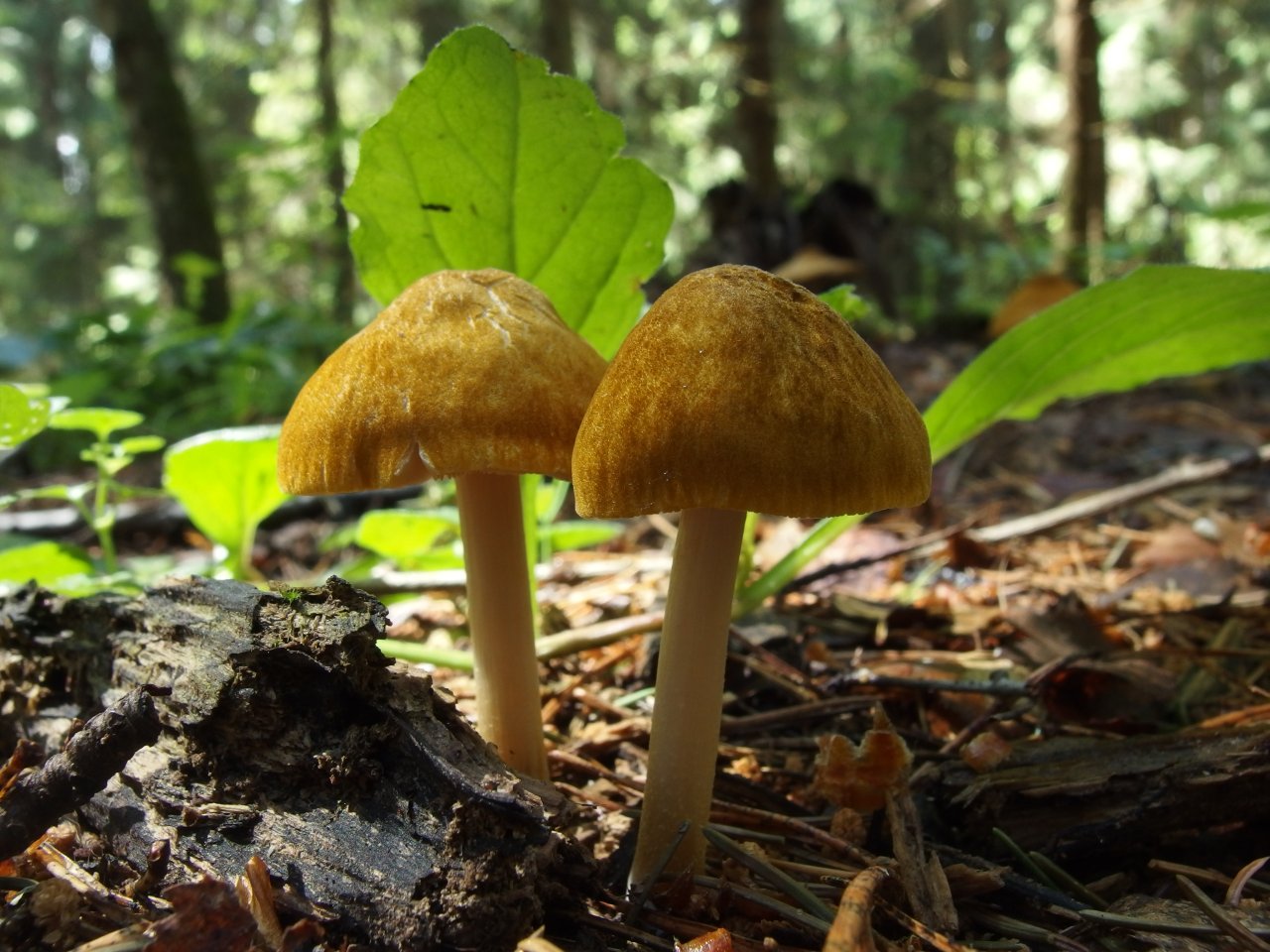 Pluteus leoninus