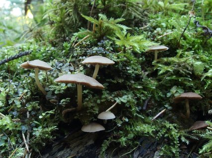 Psathyrella laevissima