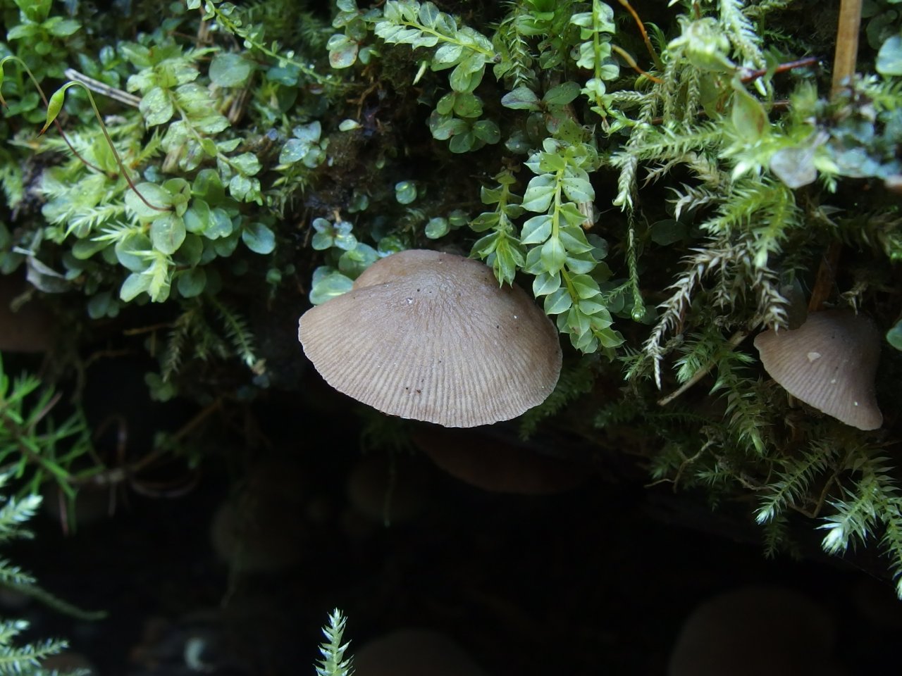 Psathyrella laevissima