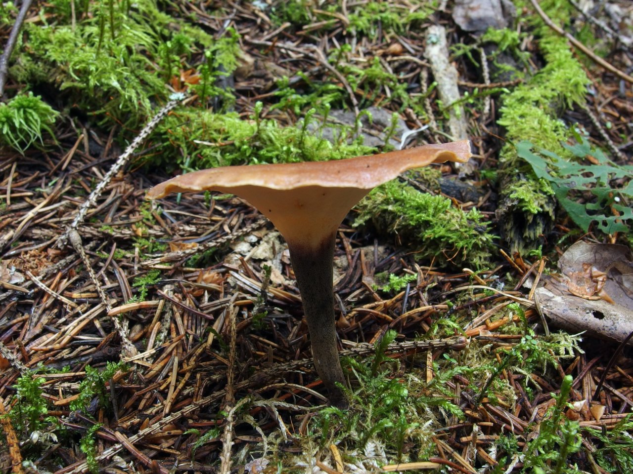 Picipes melanopus
