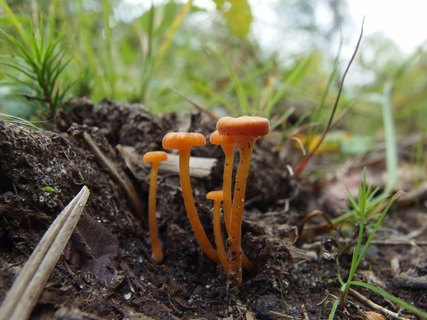 Rickenella fibula