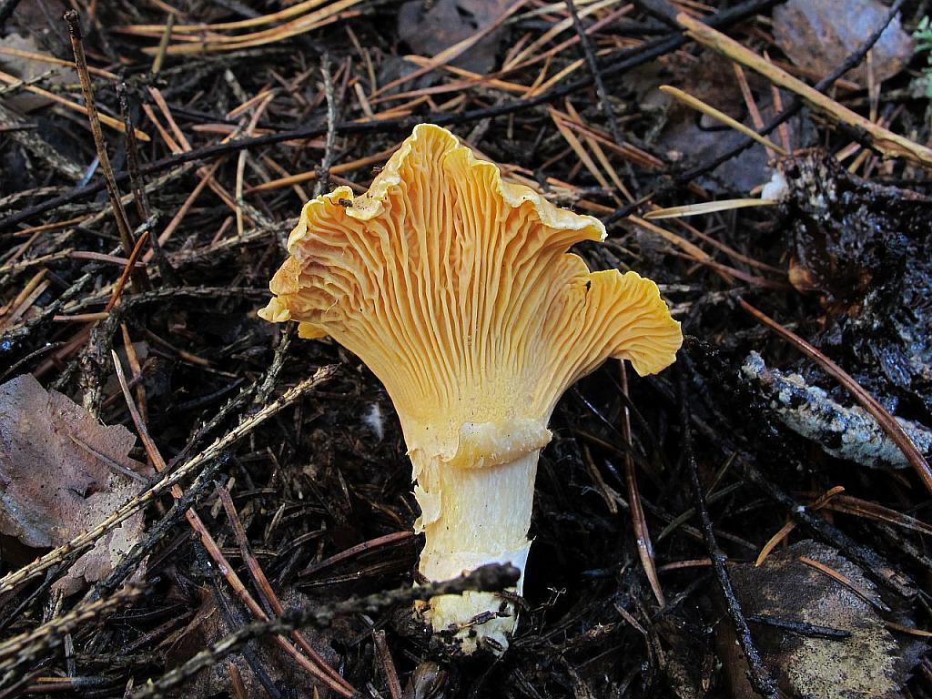 Cantharellus cibarius