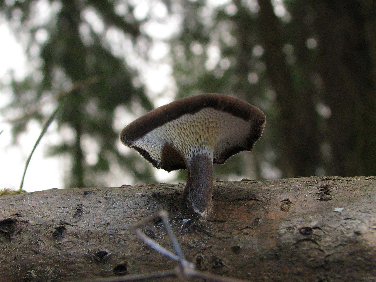 Polyporus brumalis