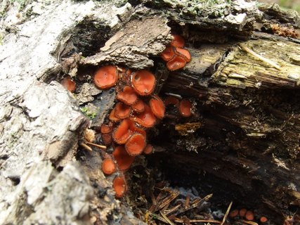 Scutellinia scutellata