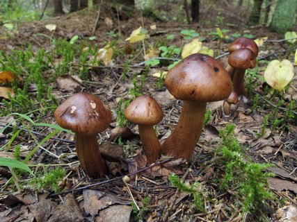 Tricholoma fulvum