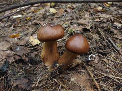 Tricholoma fulvum