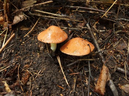 Suillus granulatus