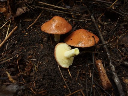 Suillus granulatus