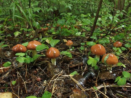 Suillus granulatus