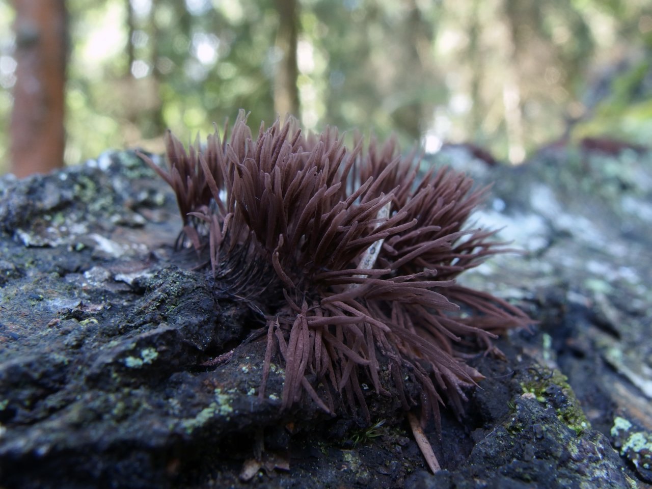 Stemonitis