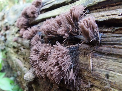 Stemonitis fusca
