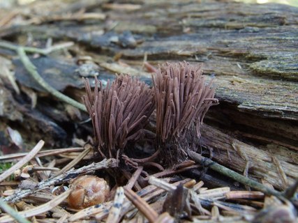 Stemonitis fusca