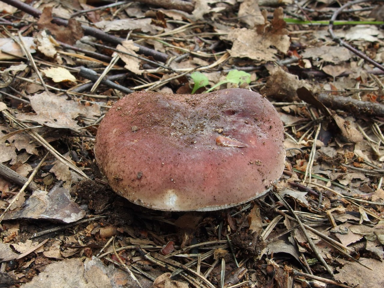 Russula vesca