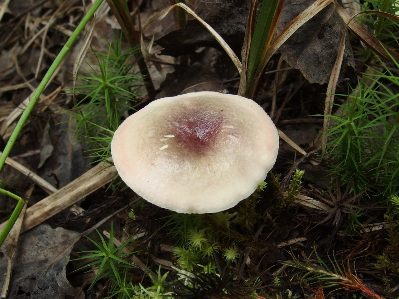 Russula fragilis