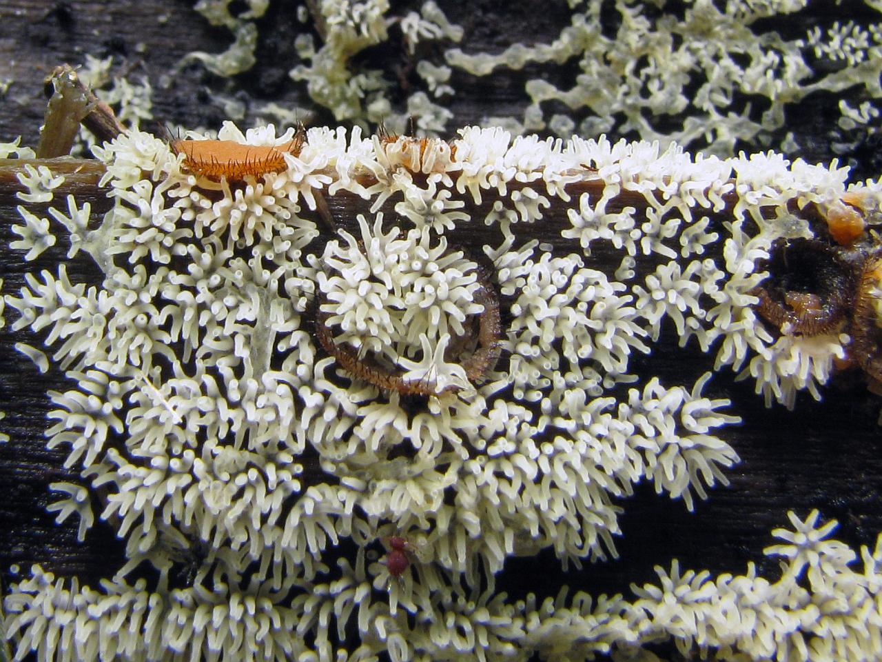 Ceratiomyxa fruticulosa