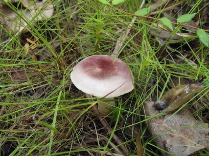 Russula fragilis
