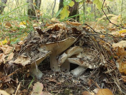 Russula delica