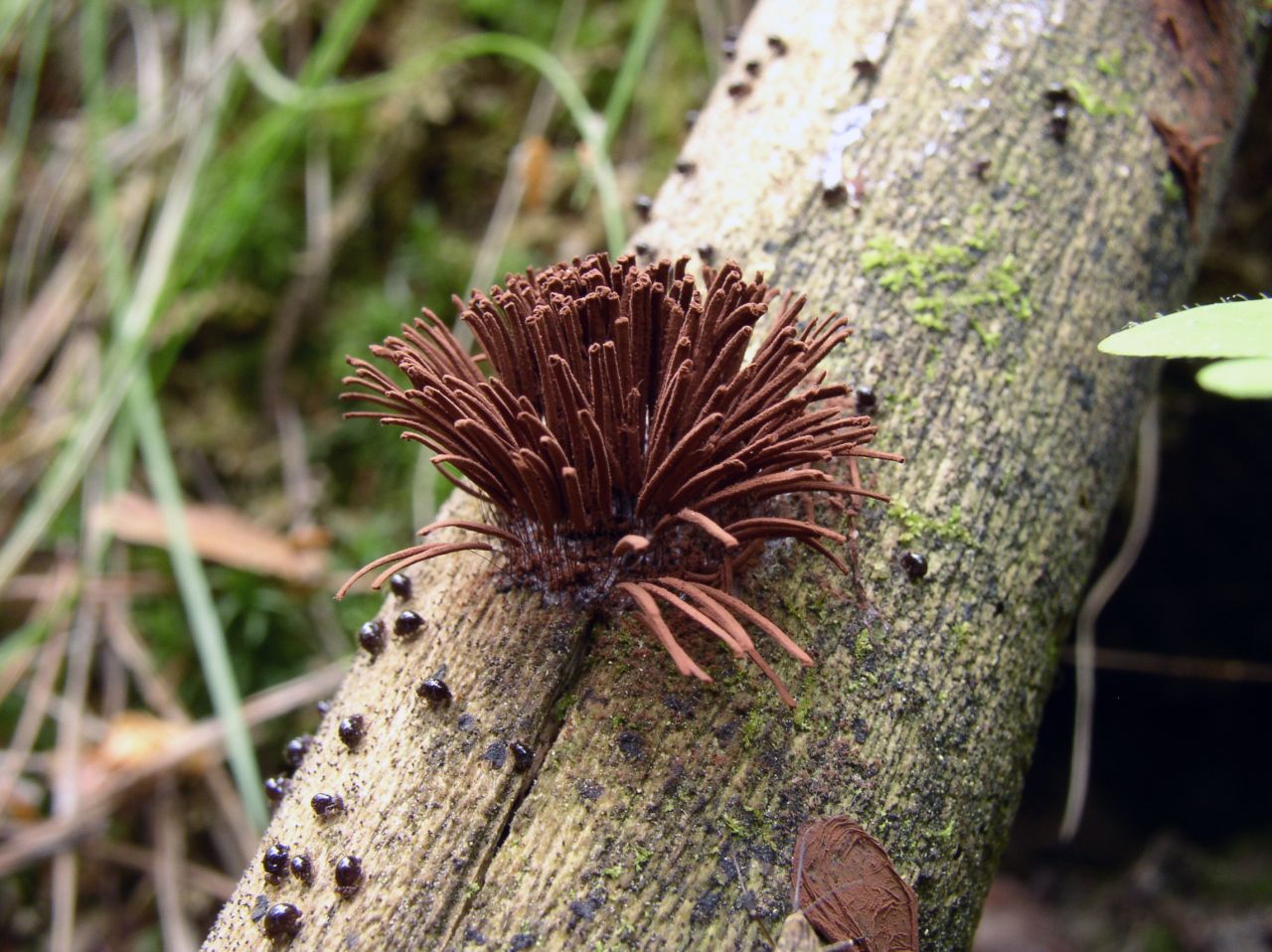 Stemonitis fusca