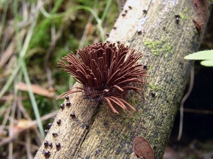 Stemonitis fusca