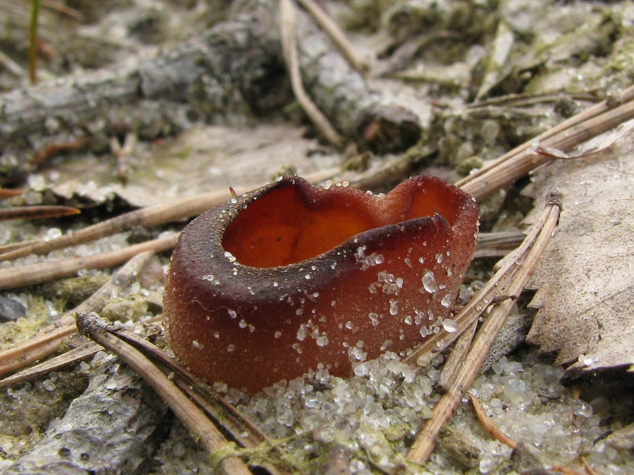 Peziza