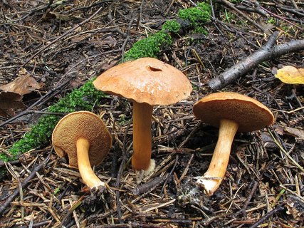 Chalciporus piperatus