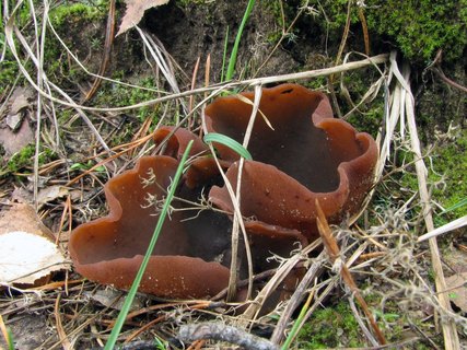 Peziza badia