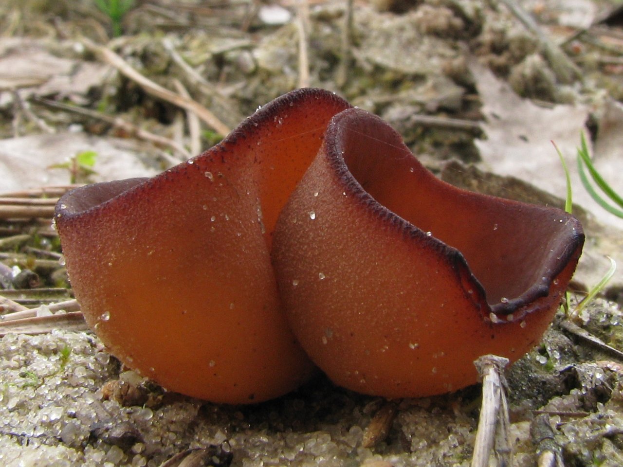 Peziza badia