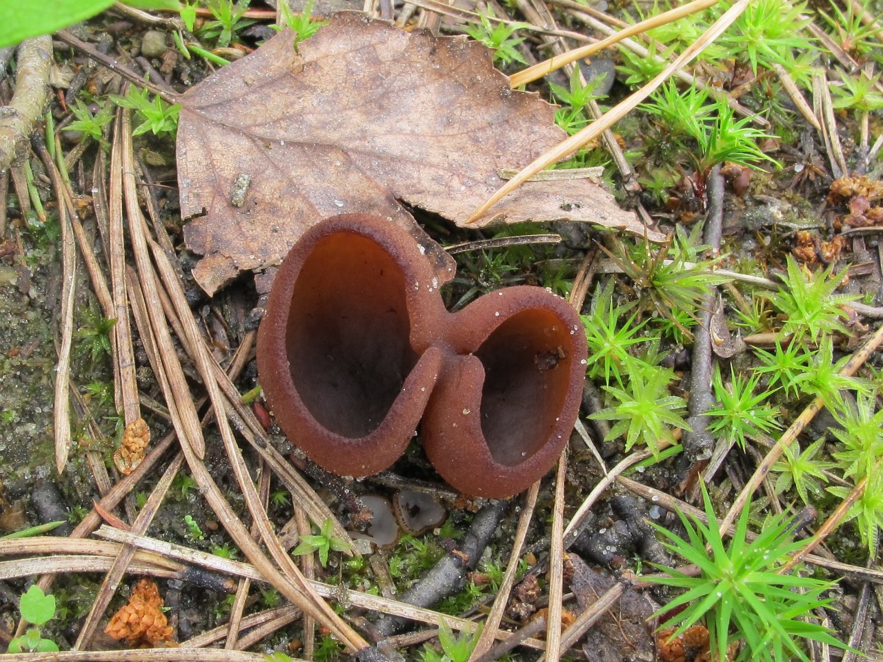 Peziza badia