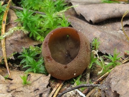 Peziza badia