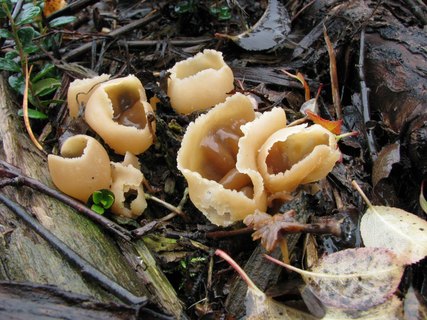 Peziza repanda